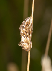 Cynaeda dentalis