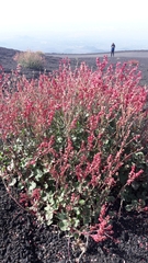 Rumex aetnensis