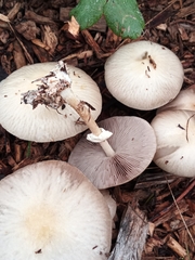 Agrocybe rivulosa