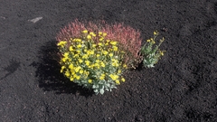 Senecio aetnensis