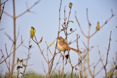 Prinia socialis