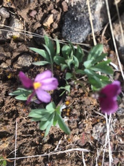 Viola trinervata