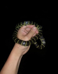 Lycodon flavozonatus