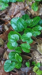 Hexastylis minor