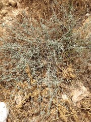 Heliotropium rotundifolium