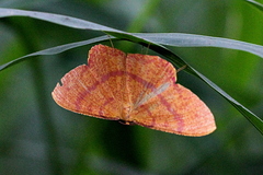 Eumelea rosalia