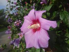 Hibiscus syriacus