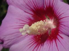 Hibiscus syriacus