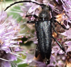 Cribroleptura otini