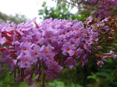 Buddleja davidii