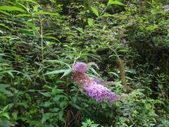 Buddleja davidii