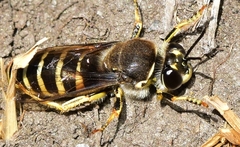 Bembix tarsata