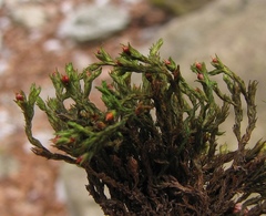 Schistidium rivulare