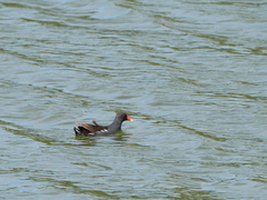 Gallinula chloropus