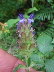 Prunella × intermedia