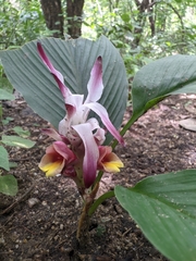 Curcuma aromatica