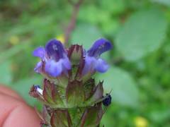 Prunella × intermedia