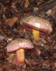 Rubroboletus rhodoxanthus