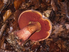 Rubroboletus rhodoxanthus