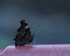 Kaniska canace nojaponicum