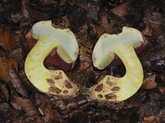 Rubroboletus rhodoxanthus