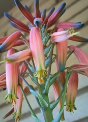 Aloe melanacantha
