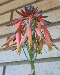 Aloe melanacantha