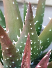 Aloe melanacantha