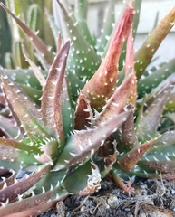 Aloe melanacantha