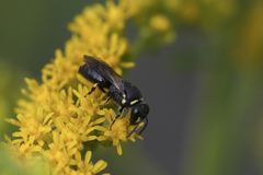 Hylaeus angustatus