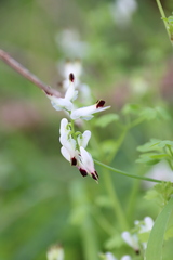 Fumaria capreolata capreolata