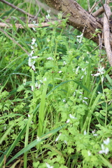 Fumaria capreolata capreolata