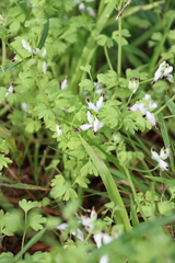 Fumaria capreolata capreolata