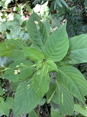 Impatiens parviflora
