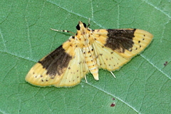 Conogethes semifascialis