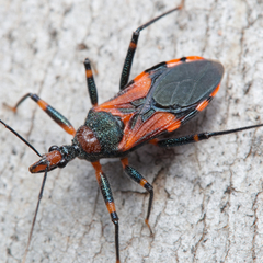 Havinthus rufovarius