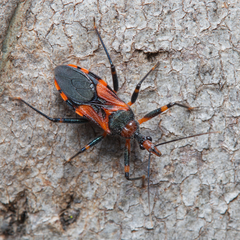 Havinthus rufovarius