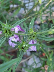 Galeopsis angustifolia