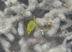 Chaetodon plebeius