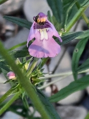 Galeopsis angustifolia