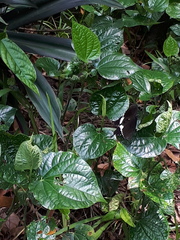 Papilio polytes romulus