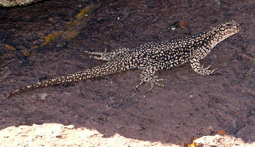 Phymaturus payuniae