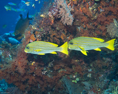 Plectorhinchus polytaenia