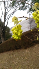 Corylopsis