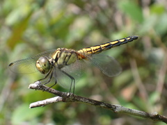 Indothemis