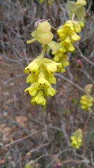 Corylopsis