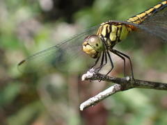 Indothemis