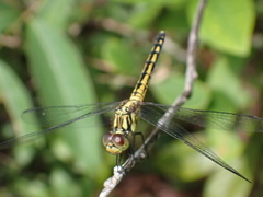 Indothemis