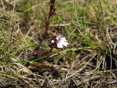 Euphrasia minima