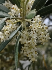 Olea europaea